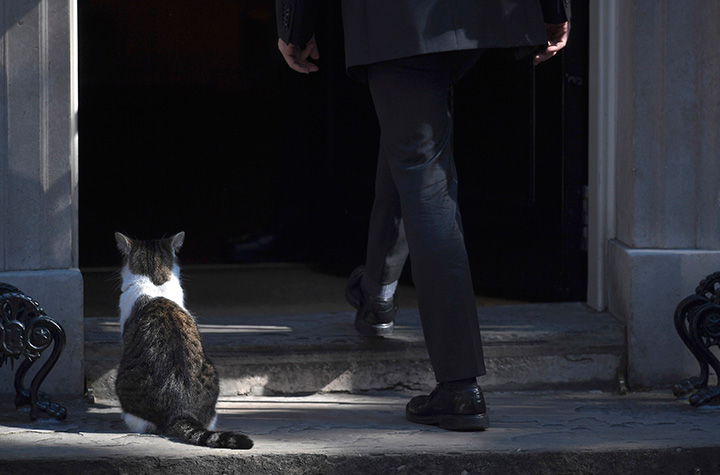 Larry the cat sits on the front doorstep of Number 10 during a cabinet meeting in Downing Street in London.