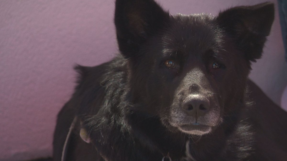 Kause for Paws fundraiser raises money for animal rescue in Edmonton