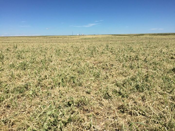Peas, lentils suffering from too much water as adverse weather is affecting Saskatchewan’s crops.