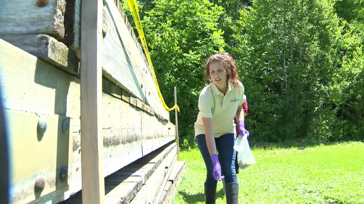 Workers distribute rabies vaccine pellets in Fredericton's Odell Park.