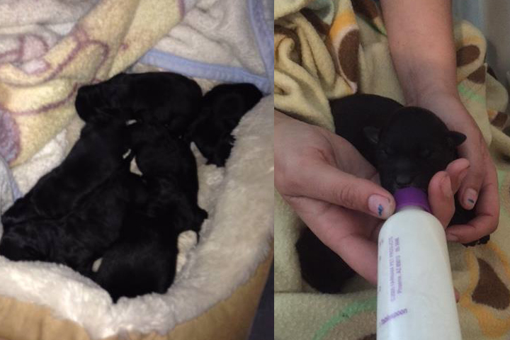 The seven newborn puppies were discovered by a Good Samaritan on the side of the road in Heatherton, N.S.