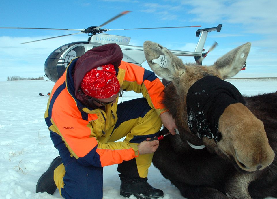 Moose feeling at home on Sask. farmland as population thrives