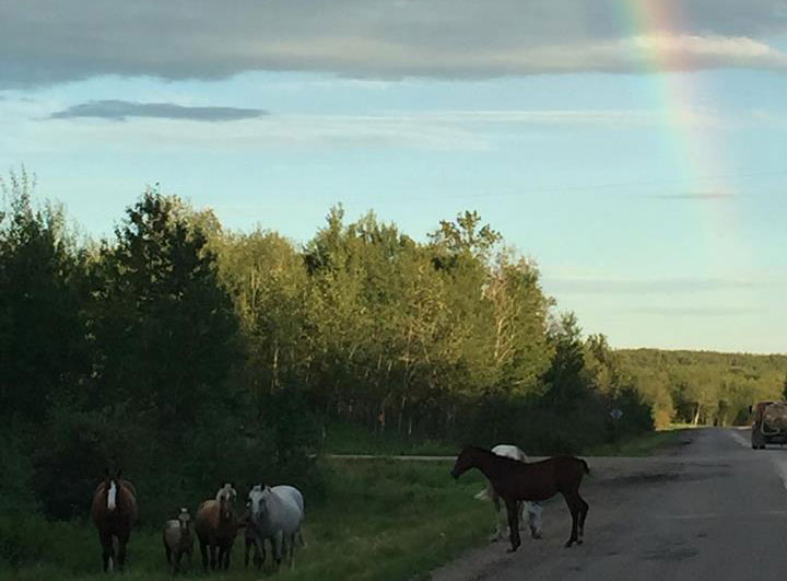 July 30: This Your Saskatchewan photo was taken by Cathie Brataschuk of wild horses near Loon Lake.