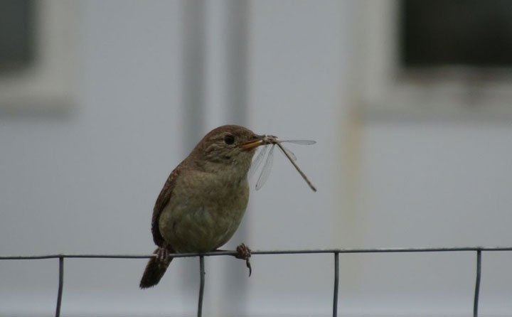 July 17: This Your Saskatchewan photo was taken by Diane Kacher near Aberdeen.