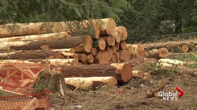 Surrey tree inventory finds urban forest flourishing despite development - image