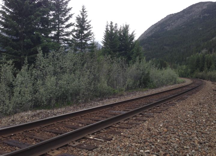 The site where three wolf pups were killed by a train early Monday.