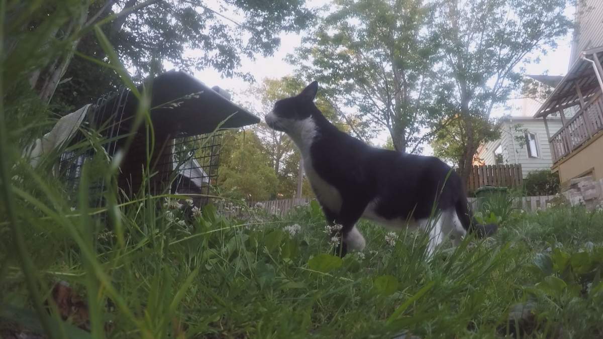 More than 100 cats have been taken in through the Nova Scotia SPCA’s Trap, Neuter, Return program.