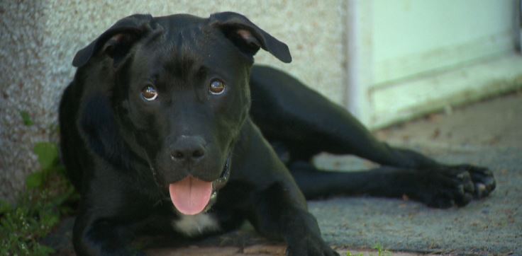 Foster owner, Jon says it’s his pit bull looking face that can be scary to some.