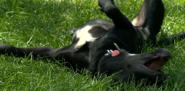 Rolling in the grass and enjoying his new backyard.