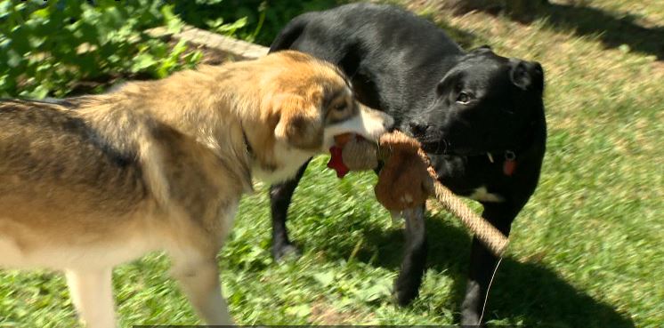 Tyson plays with his new foster brother.