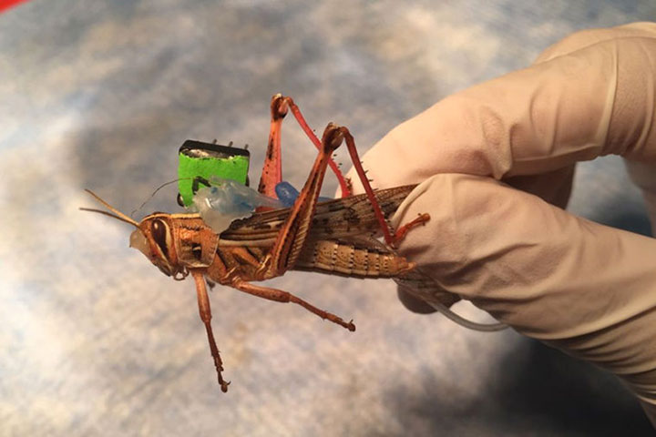 A sensor fitted to a locust that monitors neural activity and decodes the odorants in their environment.