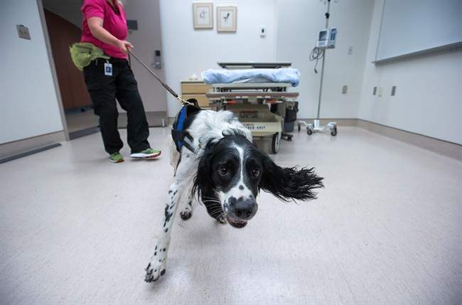Angus, the C. difficile sniffing dog, celebrated as he retires after a decade