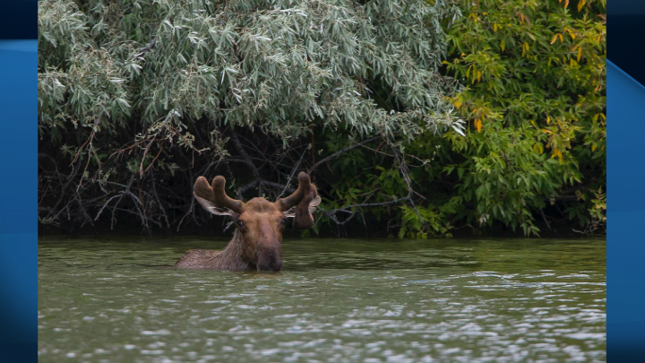 A moose was spotted in Wascana Lake on July 4. 