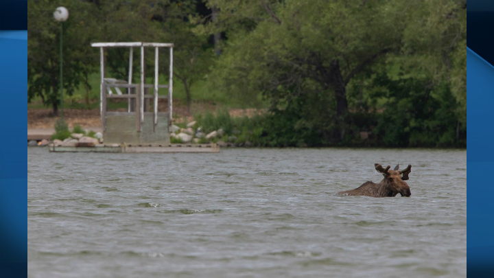 A moose was spotted in Wascana Lake on July 4.