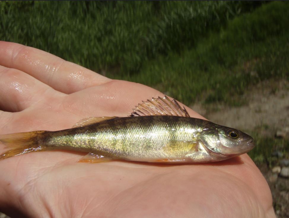 Yellow Perch.