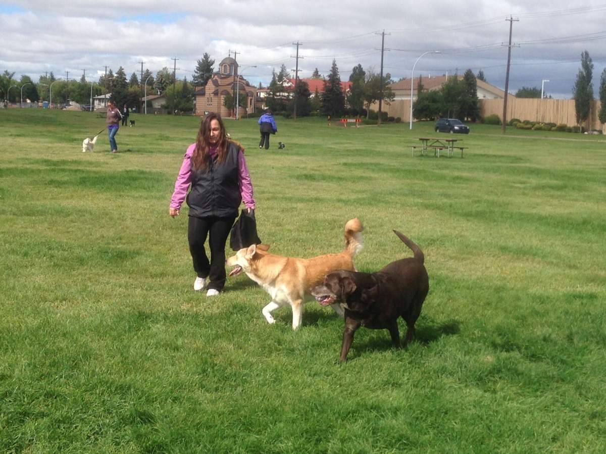 Edmonton's Grand Trunk off-leash dog park. Aug. 28, 2016.