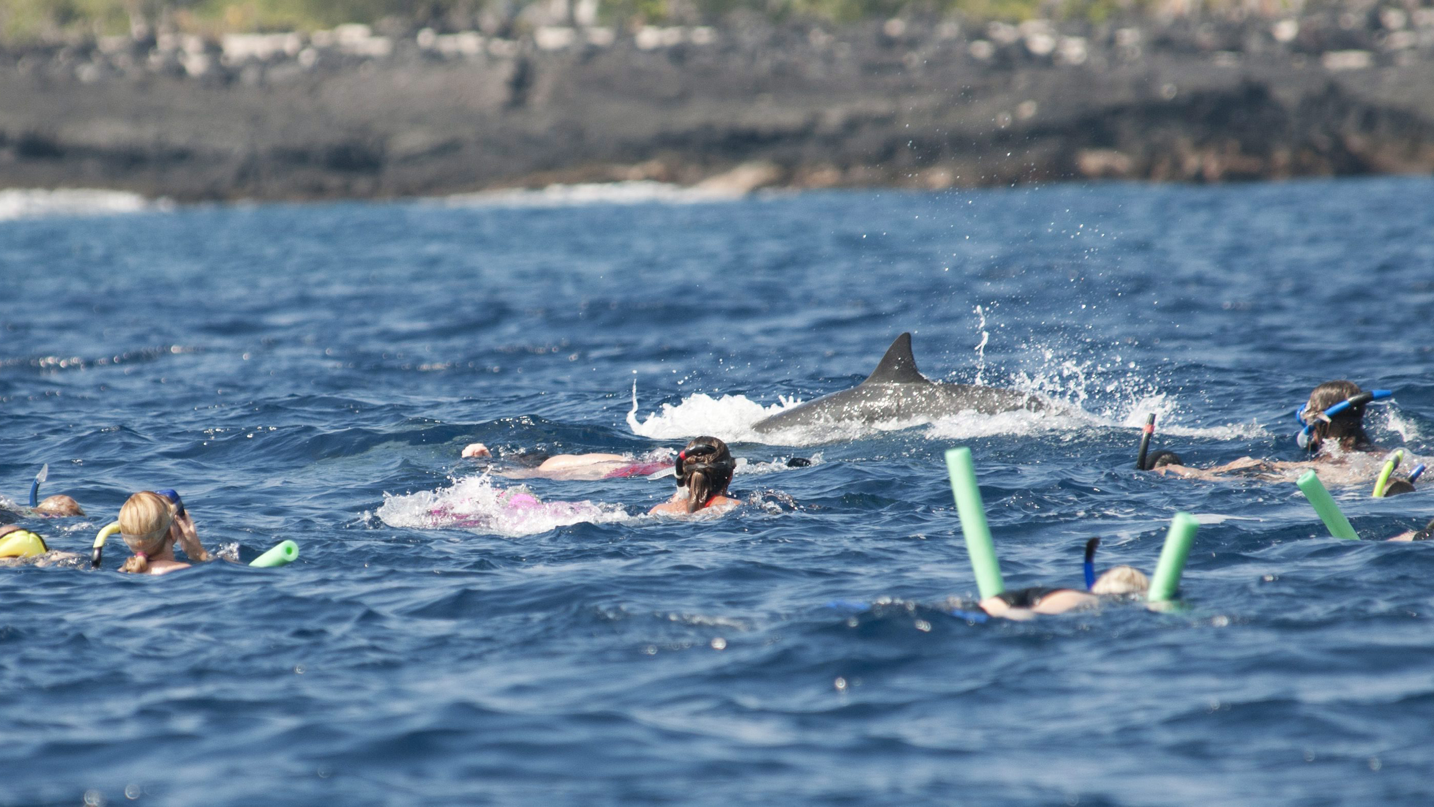 Swimming with Hawaii's spinner dolphins is now banned