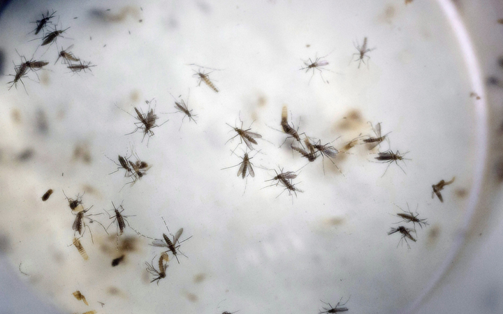 Aedes aegypti mosquitoes are seen in a mosquito cage at a laboratory in Cucuta, Colombia. 