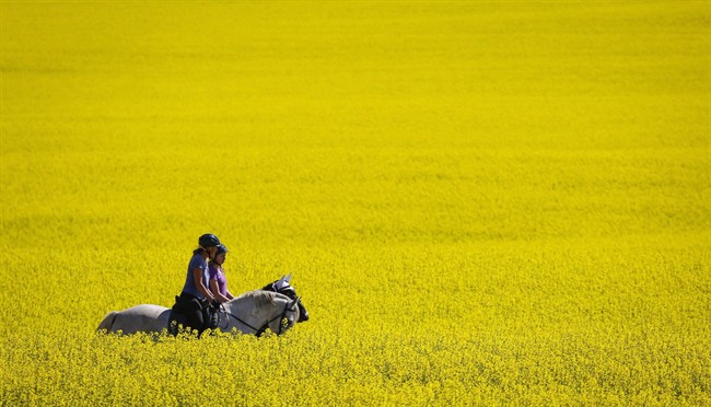Riders and their horses pass through a canola field as they take an afternoon trail ride near Cremona, Alta., on July 19, 2016.