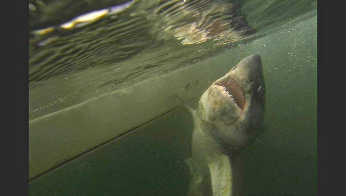 Dory the porbeagle shark was caught, tagged and released in the Bay of Fundy by St. Andrews Sport Fishing on July 8.