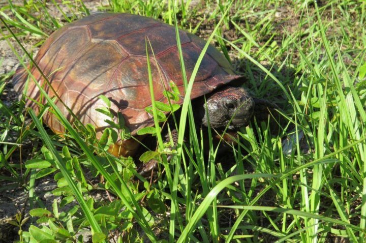 Stop painting turtle shells, you’re hurting their health: Florida ...