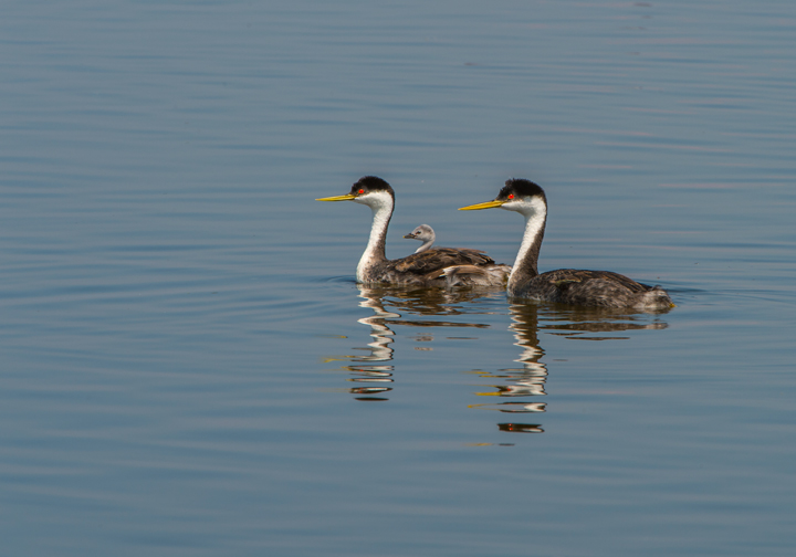 Aug. 5: This Your Saskatchewan photo was taken by Garfield MacGillivray of some western grebes at Quill Lakes.