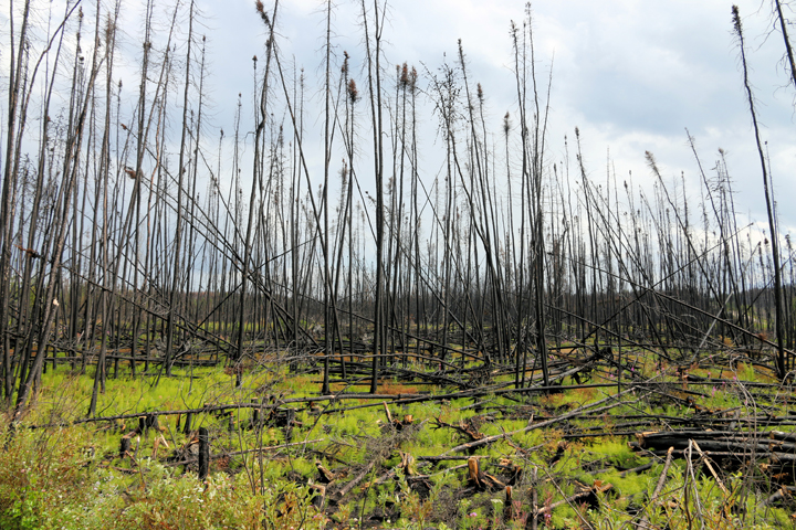 Aug. 4: This Your Saskatchewan photo was taken by Jim MacKenzie of life returning back to normal a year after the Nemeiben Lake forest fires.
