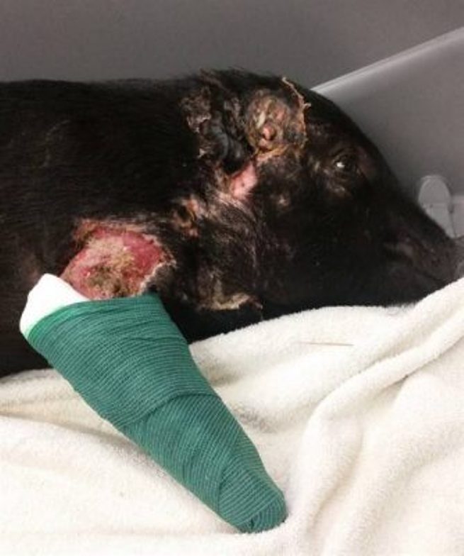 Rex the pot-bellied pig is shown recovering in a handout photo.