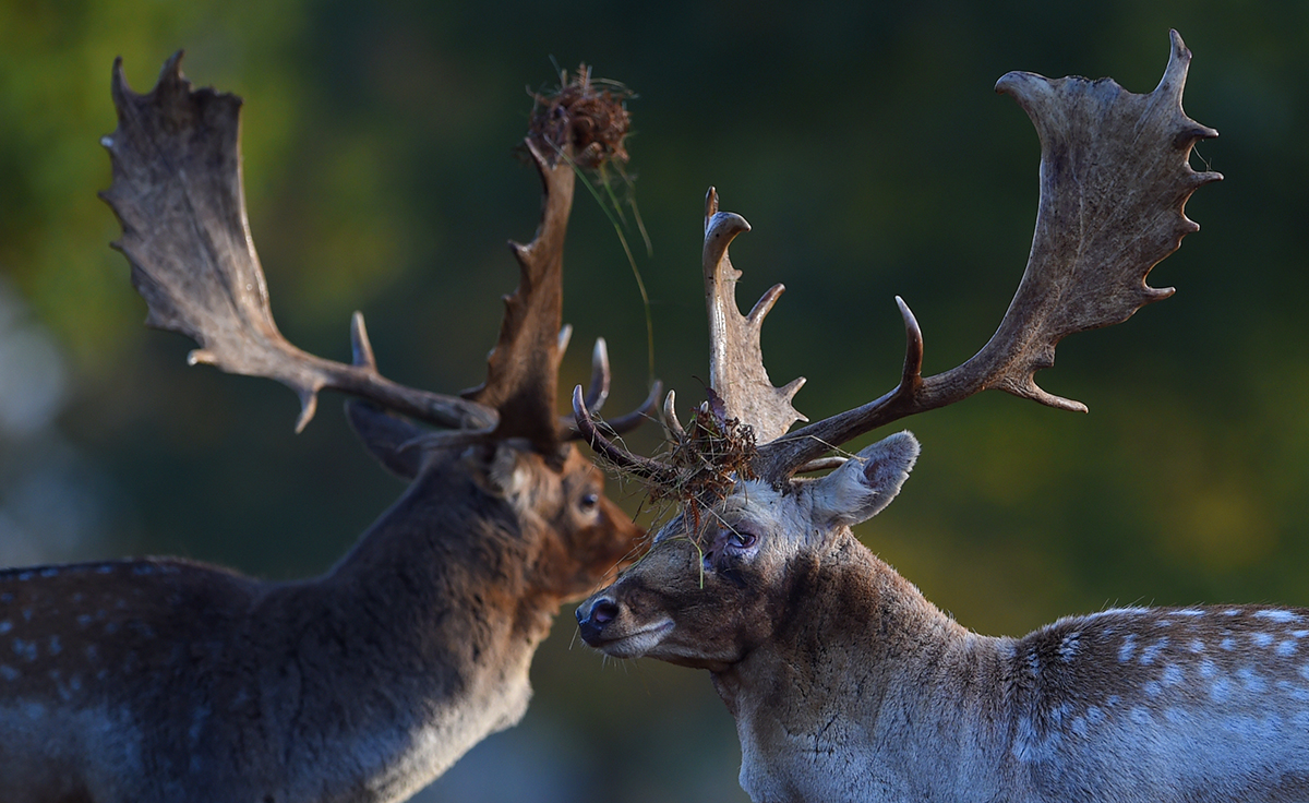 Fallow deer during the rutting season on October 17, 2014 in Bradgate Park, Leicestershire, United Kingdom.  