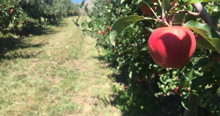 Optimistic outlook for 2023 apple, pear, cherry crops: B.C. Fruit Growers Association