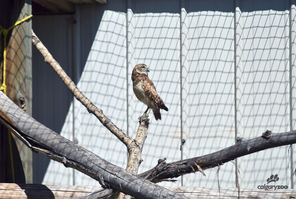 Burrowing owl