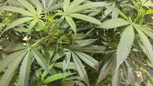 Medicinal pot doesn’t cure the lazy side effect, says UBC study - image