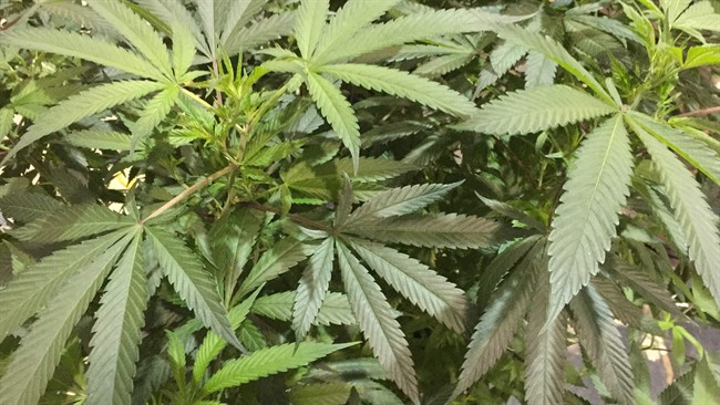 Men charged with stealing marijuana from Ontario man’s legal grow operation - image