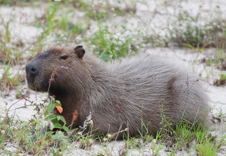A capybara on the golf course