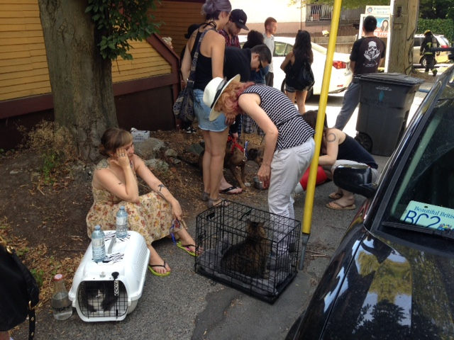 Three cats and a chameleon rescued from East Van house fire - image