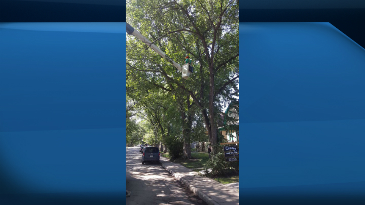Daisy was too high up for a ladder to reach.