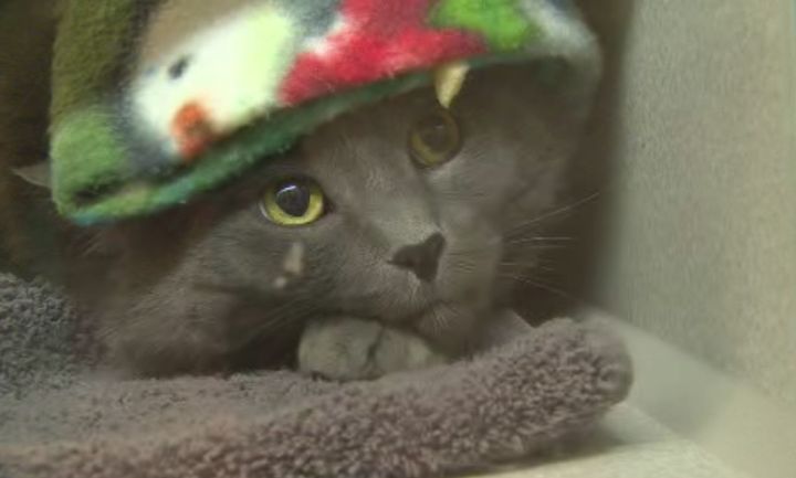 A cat at the Calgary Humane Society awaiting adoption.