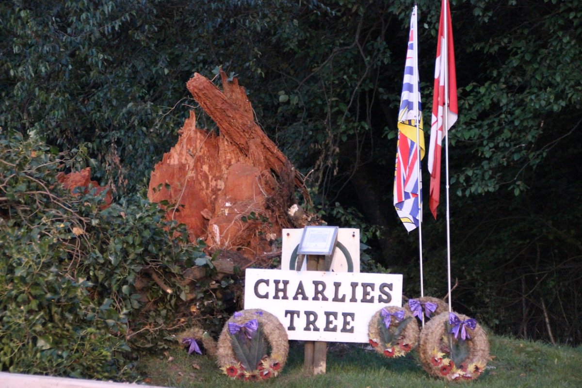 What remains of Charlie's Tree in Surrey.