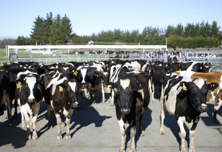 In this Aug. 28, 2015, file photo, cows stand in a pen before they are milked on a dairy farm near Carterton, New Zealand. 