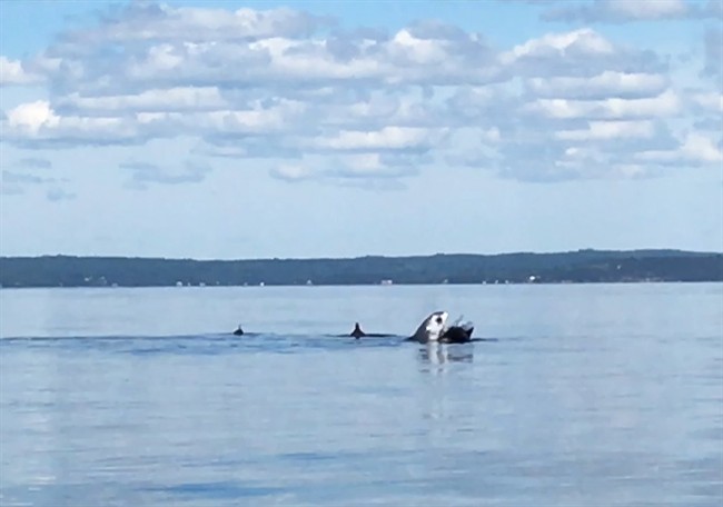 A shark attacks a pod of porpoises in St. Margarets Bay, N.S. in this undated handout screen capture. A 225-kilogram shark has been spotted off Nova Scotia's South Shore, the latest in a series of sightings one expert says could signal an uptick in Maritime waters.