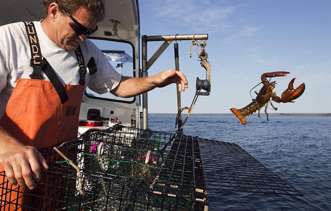 Ottawa will enforce new lobster fishing measures along N.B. coast to protect right whales - image