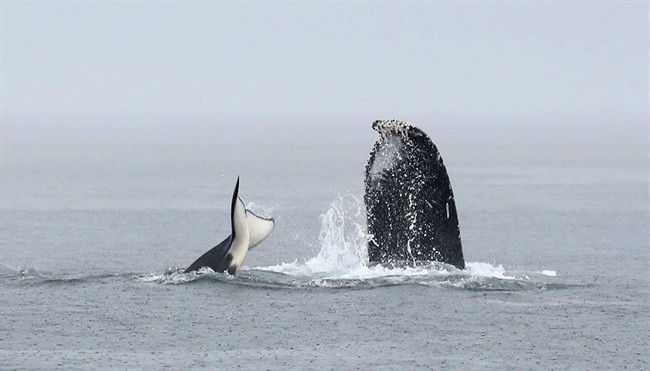 PHOTOS: Humpbacks, orcas battle off of Vancouver Island - image