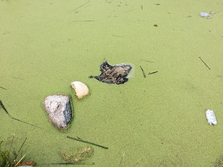 A dead duck lies in the waters at Assiniboine Park Friday.