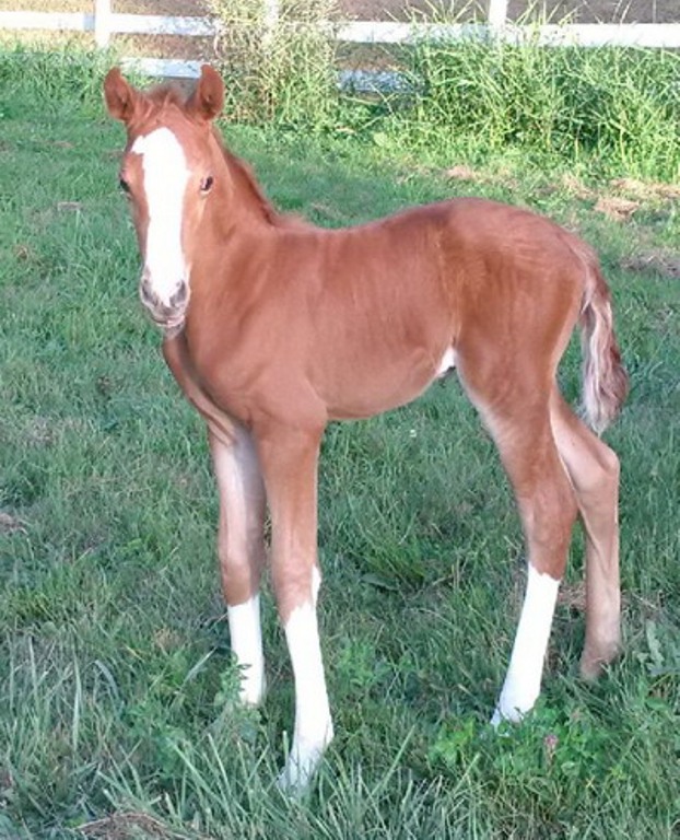 Stolen Foal