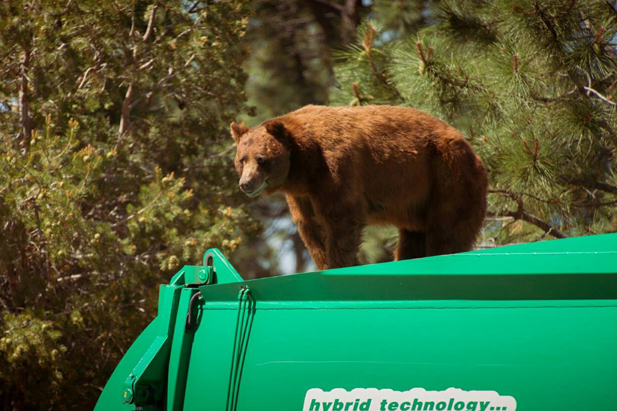 New Mexico bear hitches a ride on top of a garbage truck - image