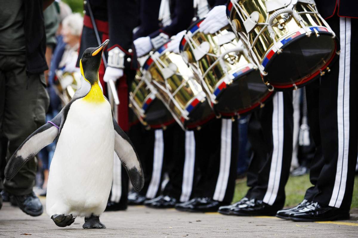 ‘Nils Olav’ the penguin receives his knighthood from the Nowegian King’s Guard at the Edinburgh zoo, on August 15, 2008. A penguin called Nils waddled into the history books Friday when he was knighted by a visiting royal Norwegian regiment in Scotland. AFP PHOTO/Ed Jones (Photo credit should read)