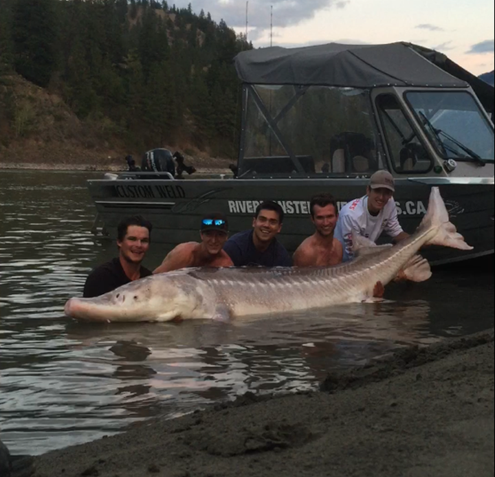 Legendary 600-lb ‘Pig Nose’ Fish Caught By B.C.’s Sturgeon Whisperer ...