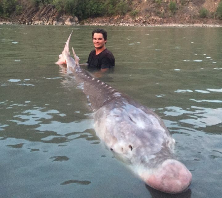 Nick McCabe, pictured here with “Pig Nose” the sturgeon, is head guide at River Monster Adventures in B.C.