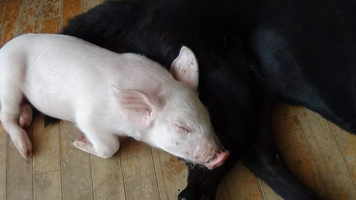 Gracie with Jeanie, the dog at Refuge-RR, Monday, August 8, 2016.