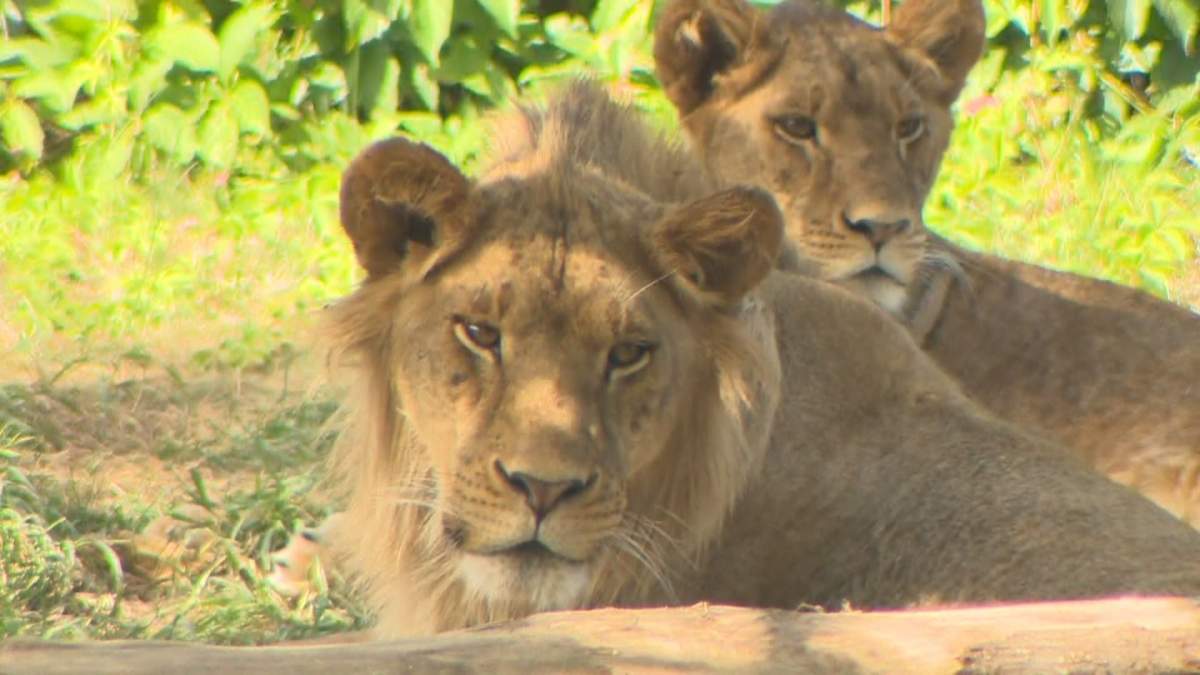 The zookeeper who was mauled by a lion at Granby Zoo Monday is in good condition, according to Paul Gosselin Granby Zoo executive director, Tuesday, August 9, 2016.